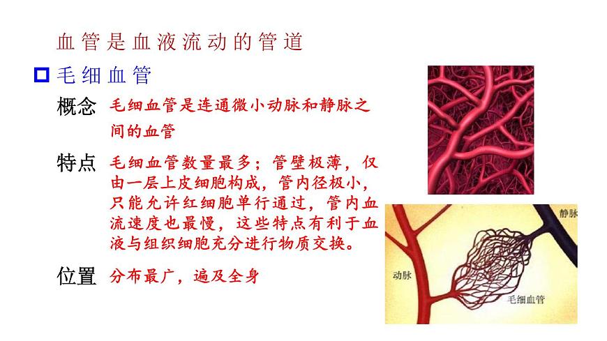 初中生物新北师大版七年级下册第4单元第7章第2节第1课时 血管和心脏教学课件2025春第8页