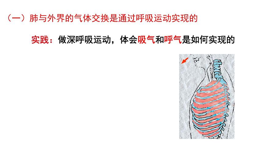 初中生物新北师大版七年级下册第4单元第8章第2节第2课时 人体内的气体交换教学课件2025春第4页