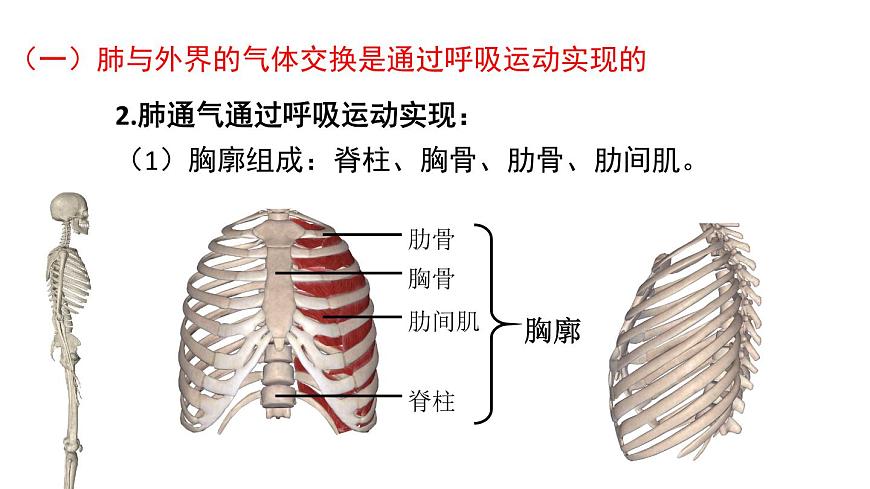 初中生物新北师大版七年级下册第4单元第8章第2节第2课时 人体内的气体交换教学课件2025春第5页