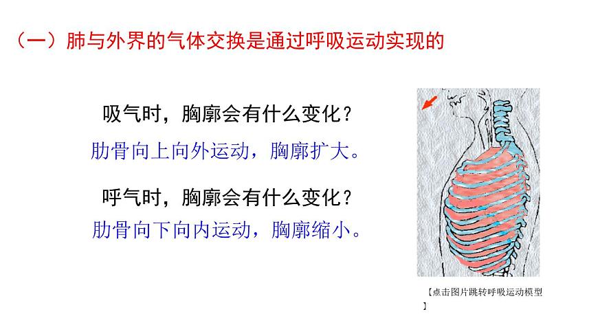 初中生物新北师大版七年级下册第4单元第8章第2节第2课时 人体内的气体交换教学课件2025春第6页