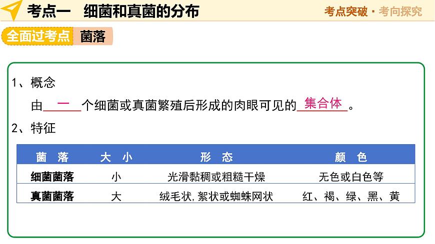 第19讲 细菌、真菌和病毒 2025年中考生物一轮复习讲练测（全国通用） 课件第6页