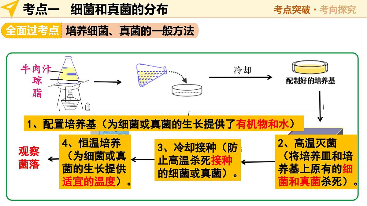 第19讲 细菌、真菌和病毒 2025年中考生物一轮复习讲练测（全国通用） 课件第7页