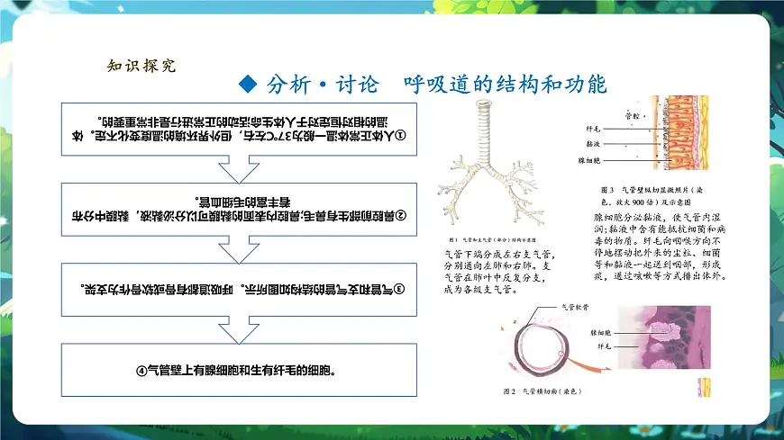 【大单元教学】人教版生物七下4.3.1呼吸道对空气的处理 课件(共27张PPT)第5页