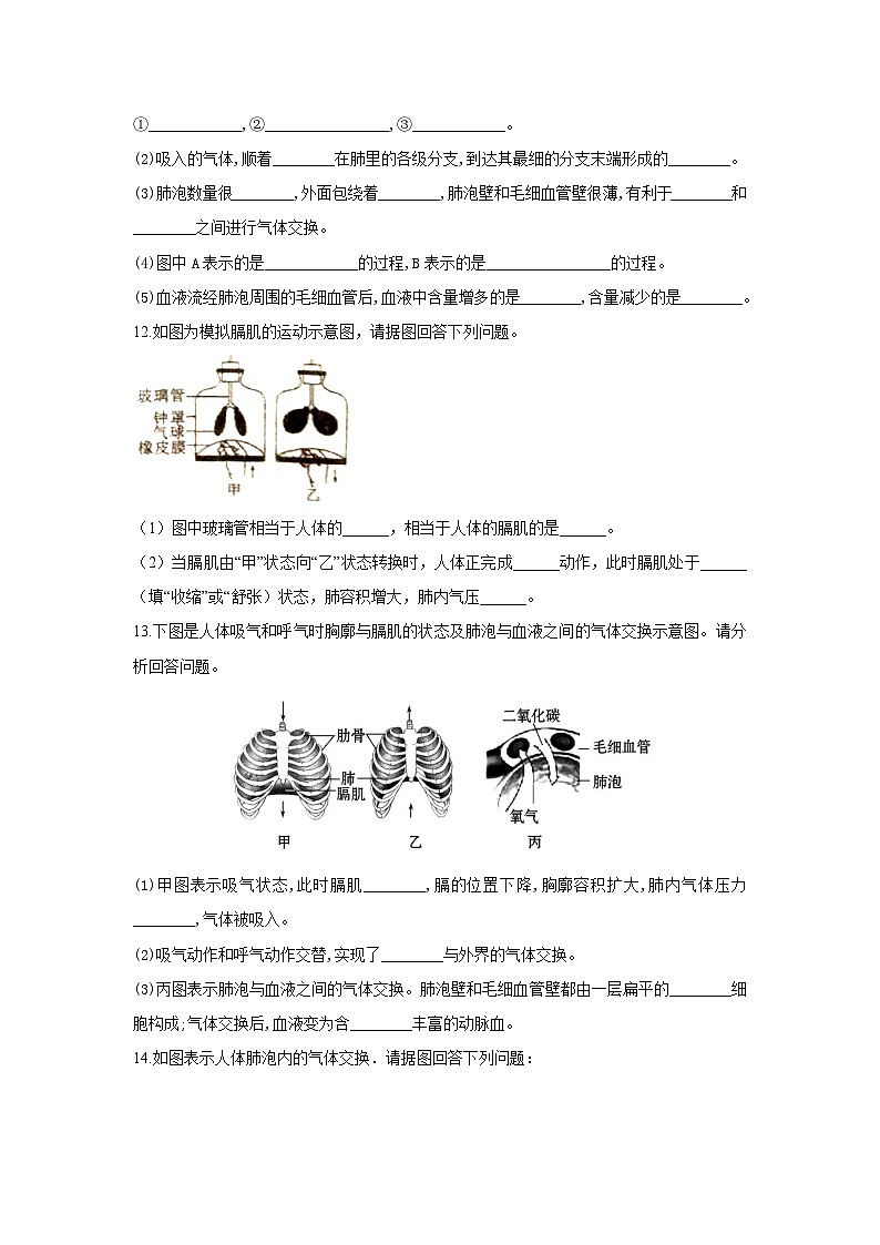 【大单元教学】人教版生物七下4.3.2发生在肺内的气体交换 分层作业（含答案）第3页