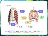 【新教材核心素養(yǎng)】人教版生物七年級(jí)下冊(cè)4.3.2發(fā)生在肺內(nèi)的氣體交換（課件+同步教案+導(dǎo)學(xué)案+分層作業(yè)）