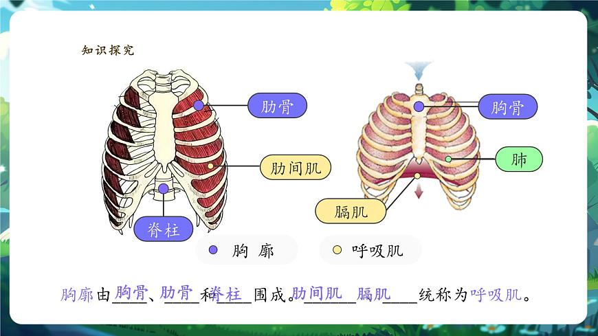 【大单元教学】人教版生物七下4.3.2发生在肺内的气体交换 课件(共28张PPT)+视频素材第5页