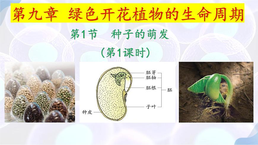 9.1 种子的萌发（第1课时）2025学年七年级生物下册（苏教版2024）课件第1页