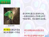9.1 種子的萌發(fā)（第1課時）2025學(xué)年七年級生物下冊（蘇教版2024）課件