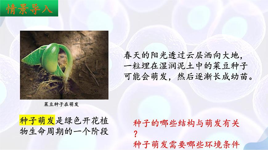 9.1 种子的萌发（第1课时）2025学年七年级生物下册（苏教版2024）课件第3页