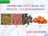 9.1 種子的萌發(fā)（第1課時）2025學(xué)年七年級生物下冊（蘇教版2024）課件