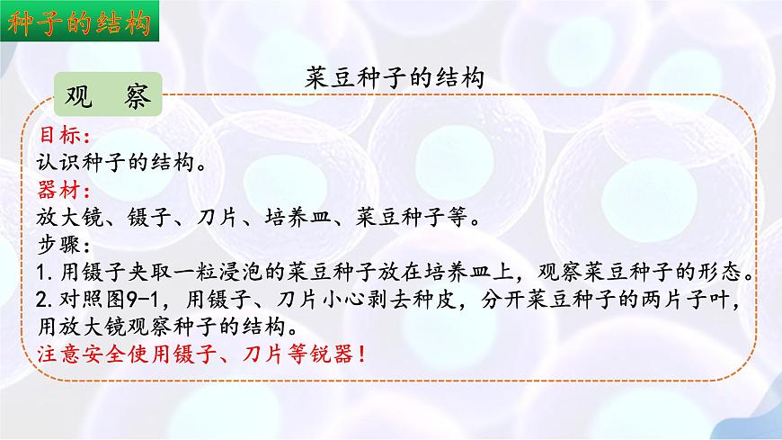 9.1 种子的萌发（第1课时）2025学年七年级生物下册（苏教版2024）课件第5页