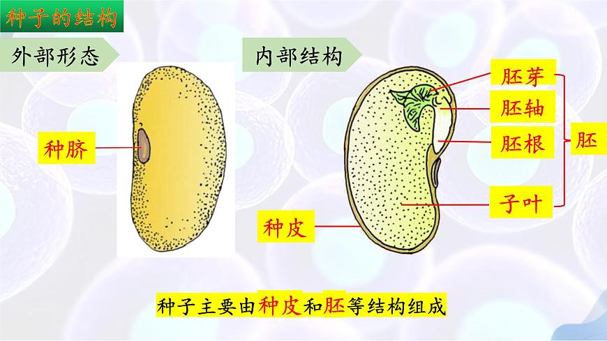 9.1 种子的萌发（第1课时）2025学年七年级生物下册（苏教版2024）课件第7页