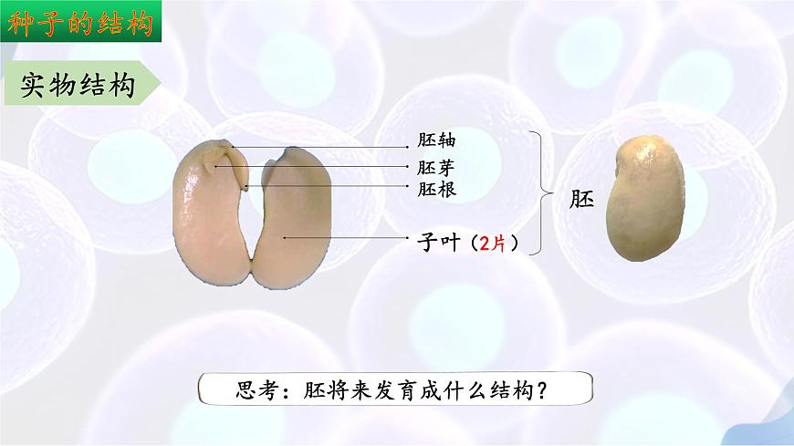 9.1 种子的萌发（第1课时）2025学年七年级生物下册（苏教版2024）课件第8页