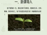 种子的萌发  课件 人教版（2024）生物学七年级下册