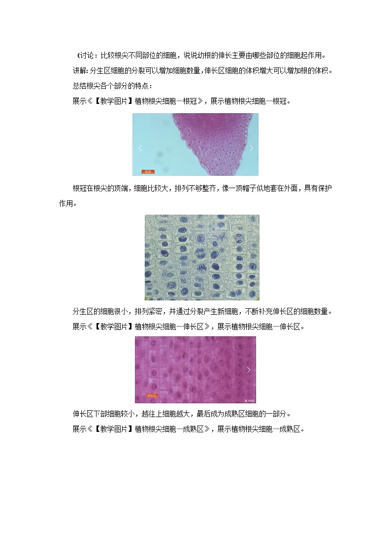 植株的生长 第1课时 教案 人教版（2024）生物学七年级下册第3页