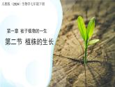 第二节 植株的生长 课件 人教版（2024）生物学七年级下册
