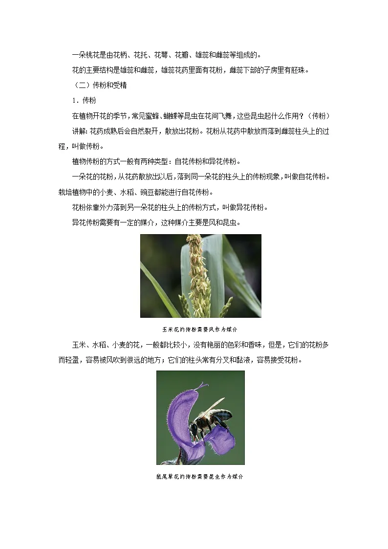 开花和结果 教案 生物人教版（2024）七年级下册第3页