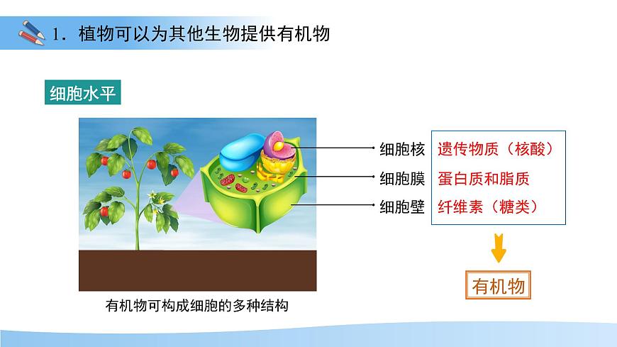 第四节 植物在自然界中的作用 课件 生物人教版（2024）七年级下册第6页