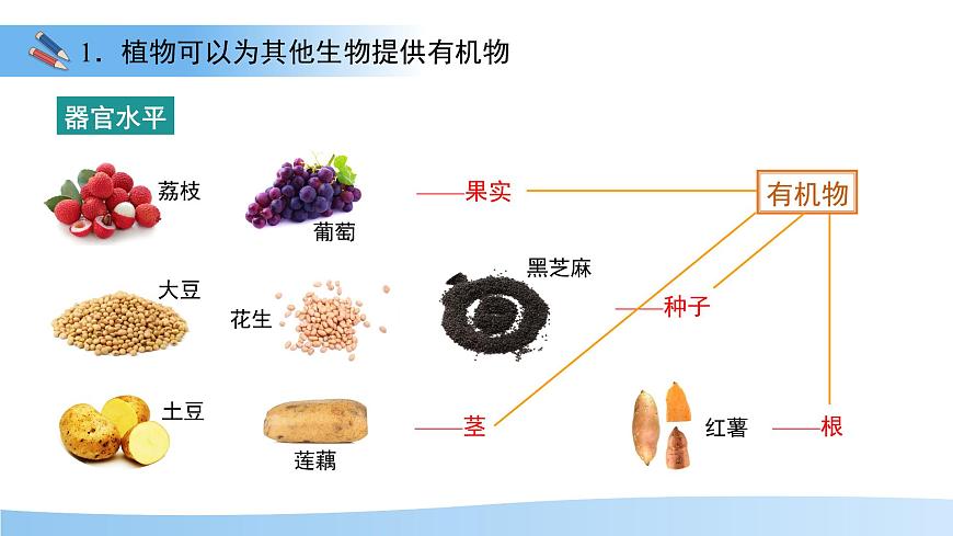 第四节 植物在自然界中的作用 课件 生物人教版（2024）七年级下册第8页