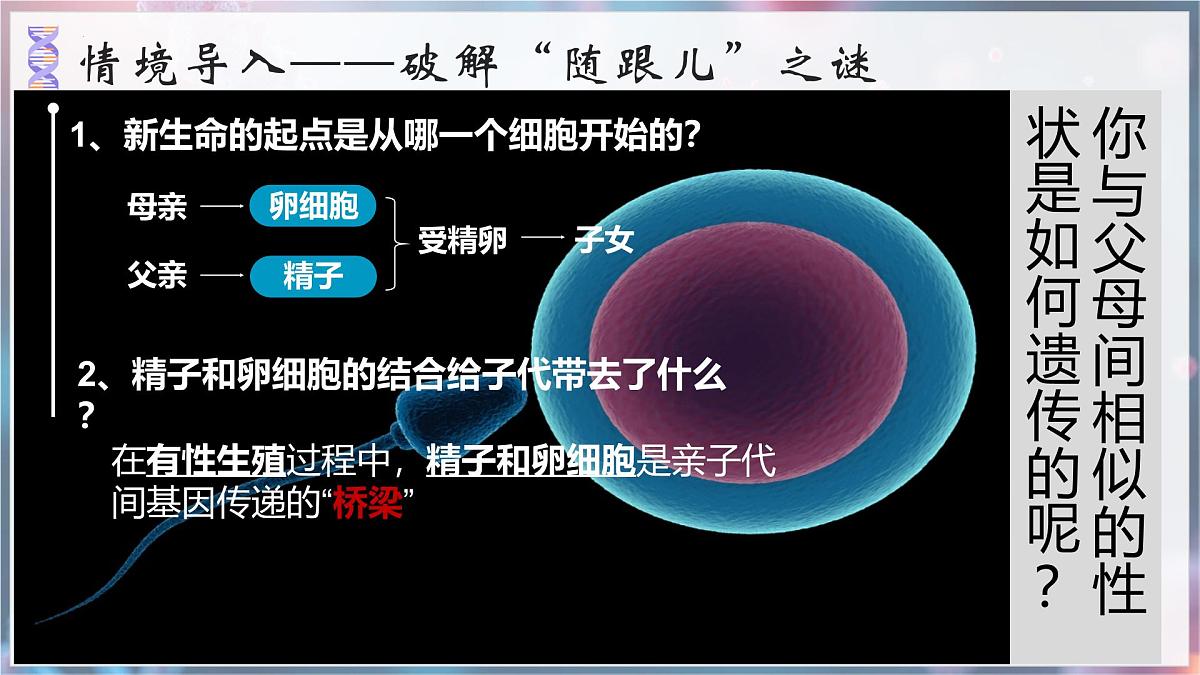 7.2.2 基因在亲子代间的传递 课件 2025学年人教版生物八年级下册第3页
