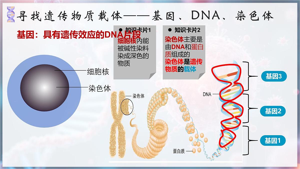 7.2.2 基因在亲子代间的传递 课件 2025学年人教版生物八年级下册第5页