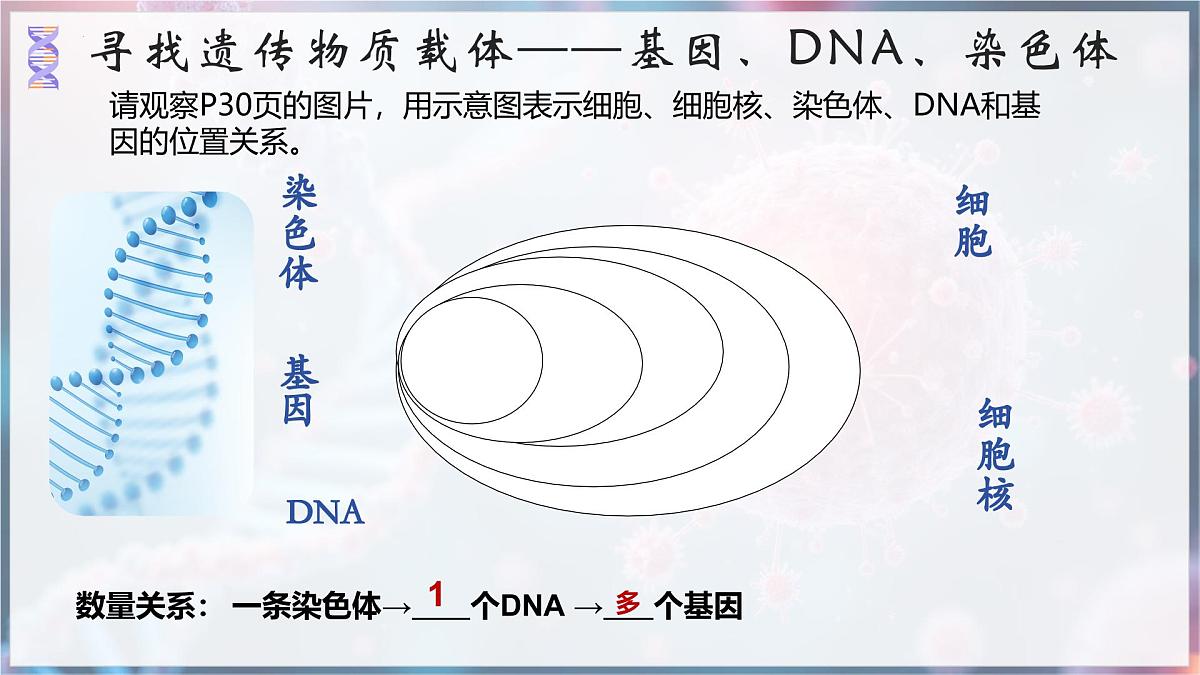 7.2.2 基因在亲子代间的传递 课件 2025学年人教版生物八年级下册第6页