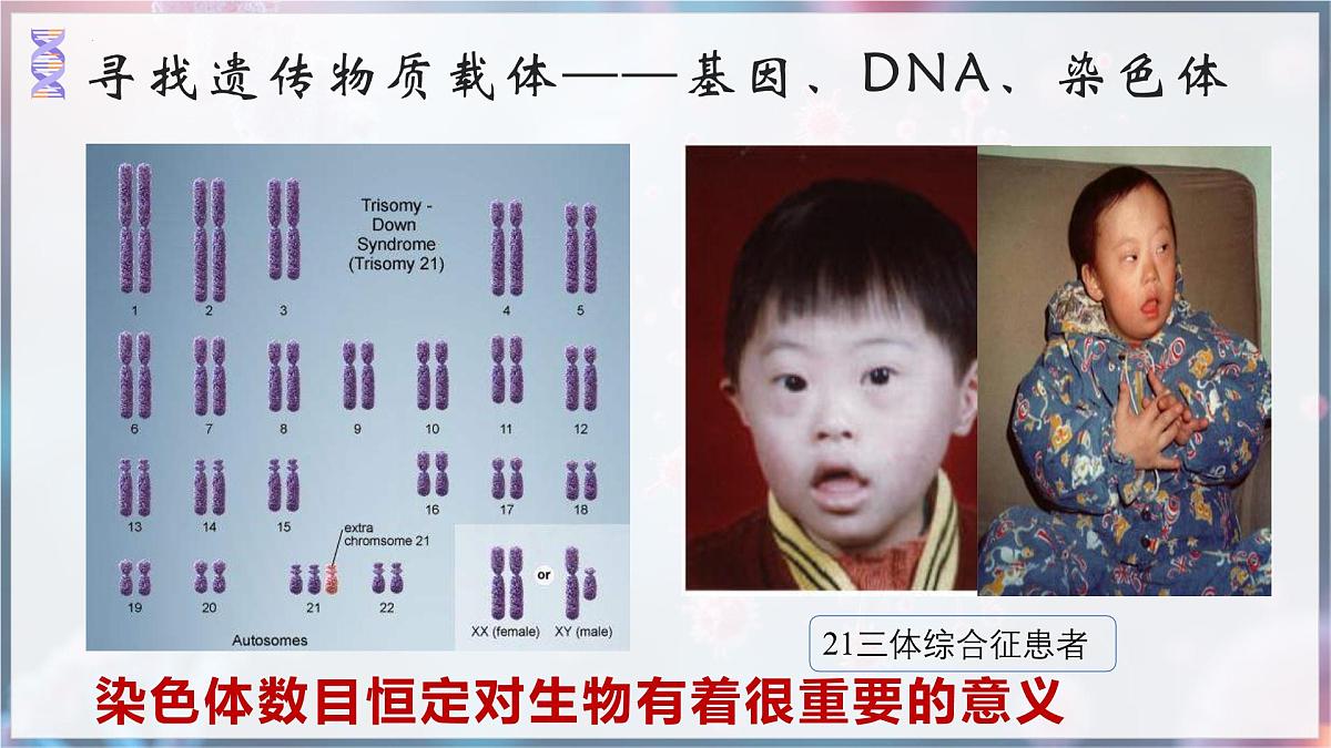7.2.2 基因在亲子代间的传递 课件 2025学年人教版生物八年级下册第8页