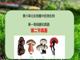 6.1.3 真菌-七年級生物下冊同步精品課堂（魯科版五四學制） 課件
