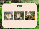 6.1.3 真菌-七年級生物下冊同步精品課堂（魯科版五四學制） 課件