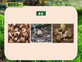 6.1.3 真菌-七年級生物下冊同步精品課堂（魯科版五四學制） 課件