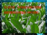6.2 病毒-七年級生物下冊同步精品課堂（魯科版五四學(xué)制） 課件