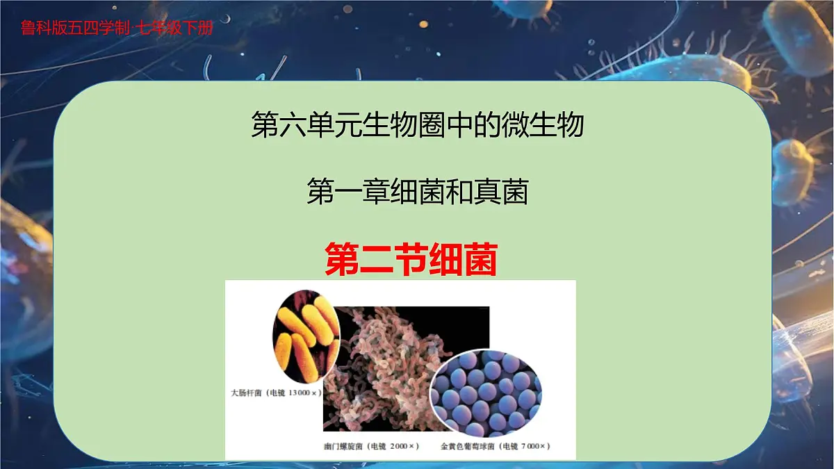 6.1.2 细菌-七年级生物下册同步精品课堂（鲁科版五四学制） 课件第1页
