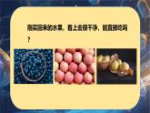 6.1.2 細(xì)菌-七年級(jí)生物下冊(cè)同步精品課堂（魯科版五四學(xué)制） 課件