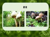 6.1.1 細(xì)菌和真菌的分布-七年級(jí)生物下冊(cè)（魯科版五四學(xué)制） 課件