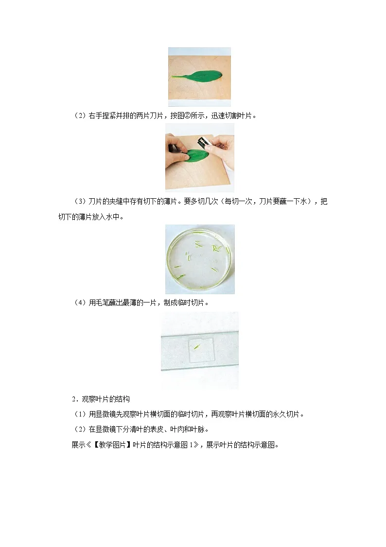 水的利用与散失 （共2课时）教案 生物人教版（2024）七年级下册第3页