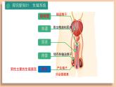 人教版初中七年级下册4.1.1  人的生殖 课件