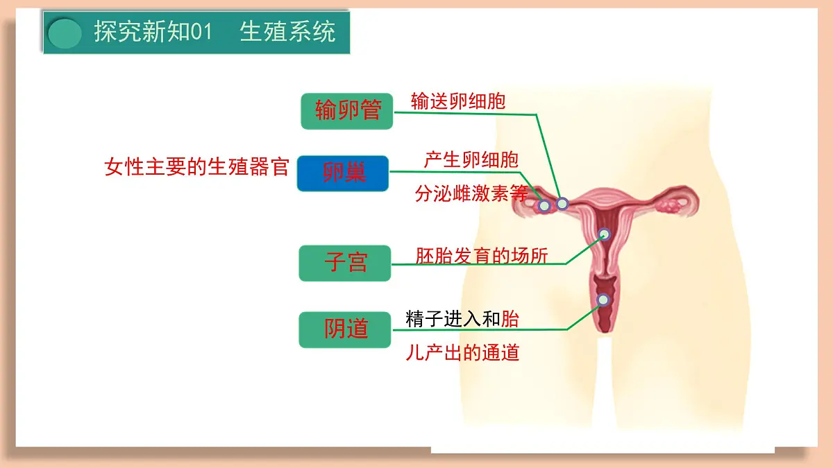 人教版初中七年级下册4.1.1 人的生殖 课件第5页