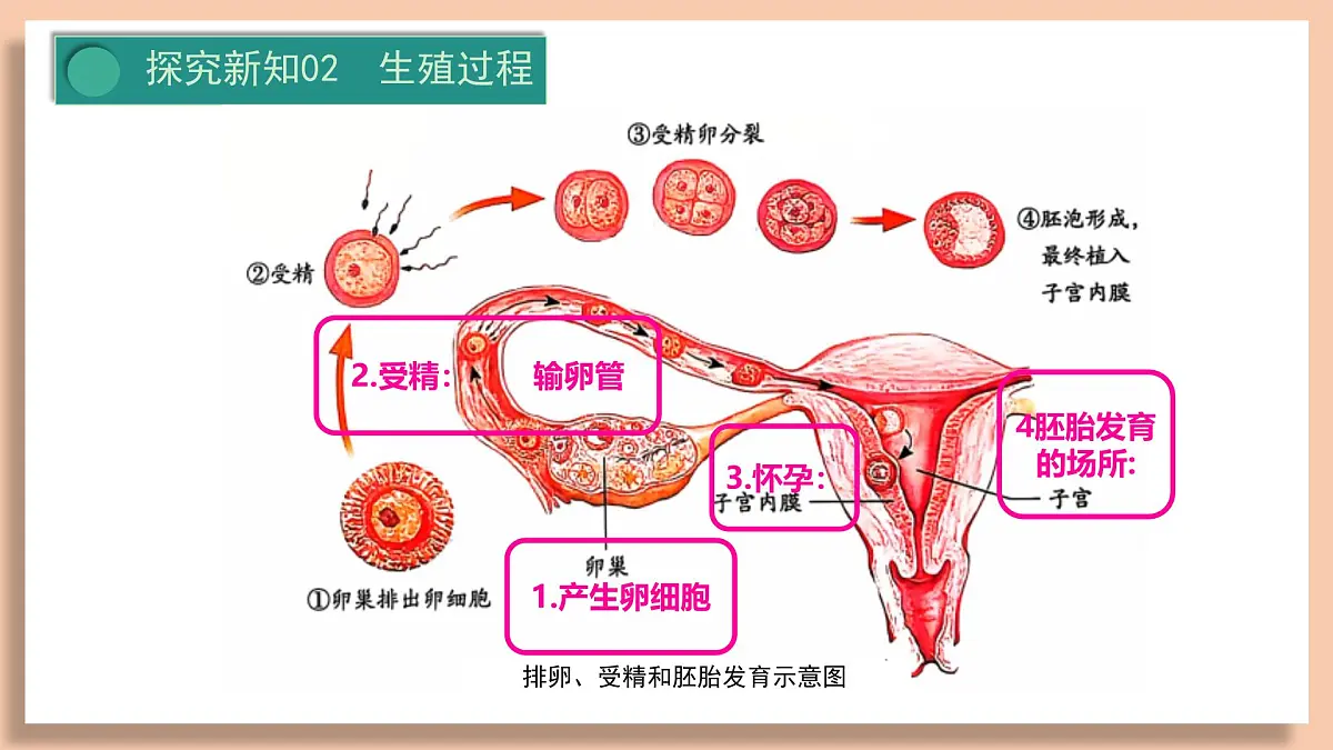 人教版初中七年级下册4.1.1 人的生殖 课件第8页