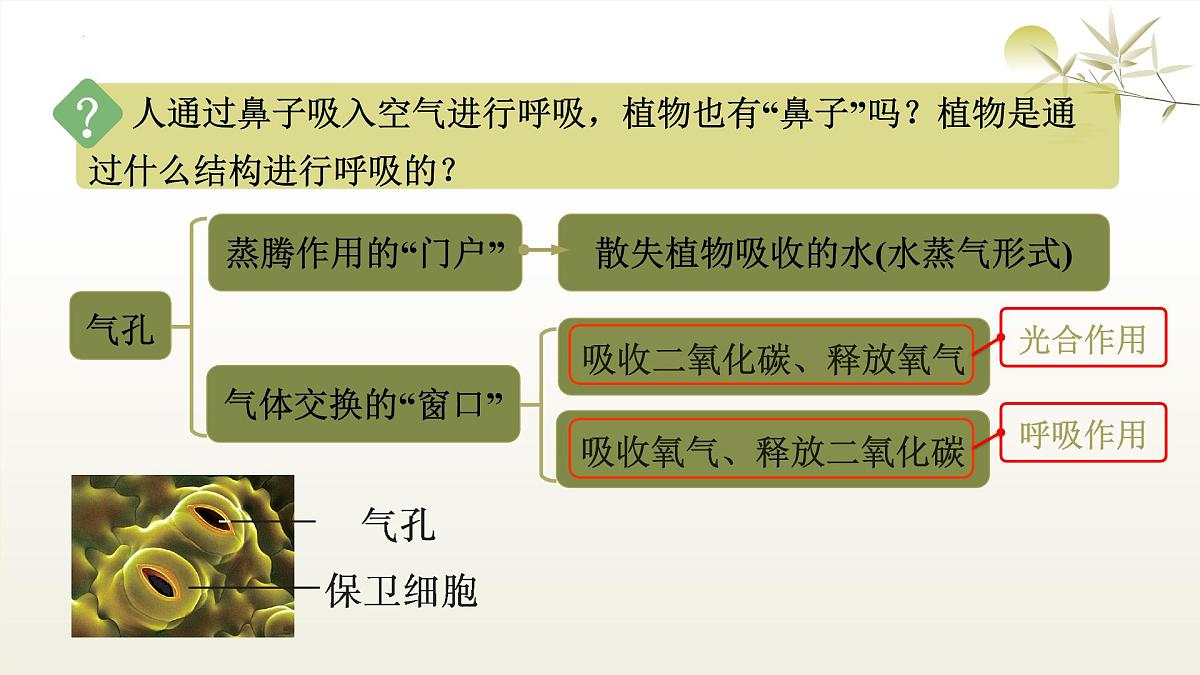 3.2.3 呼吸作用 课件-2024-2025学年人教版生物学七年级下册第4页