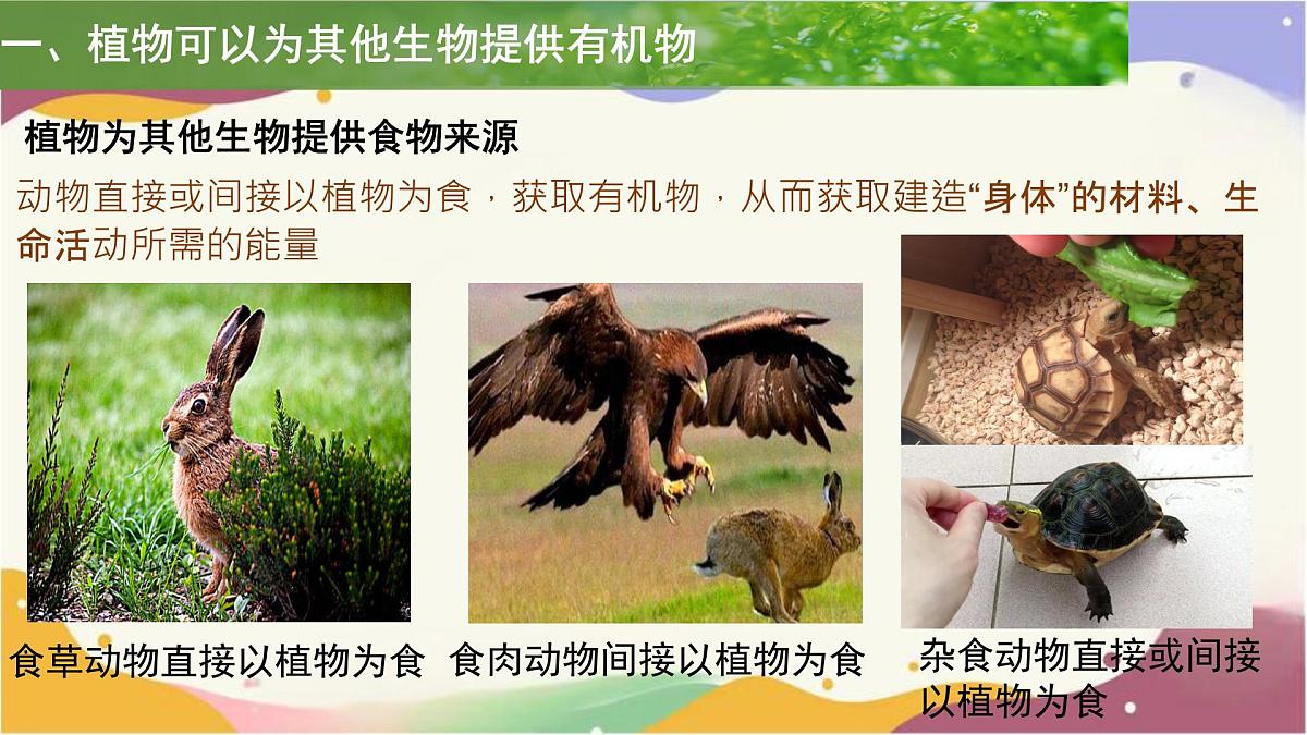 3.2.4 植物在自然界中的作用 课件 2025学年人教版生物七年级下册第3页