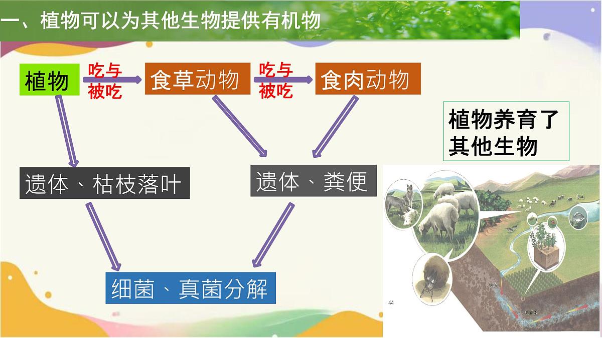 3.2.4 植物在自然界中的作用 课件 2025学年人教版生物七年级下册第4页