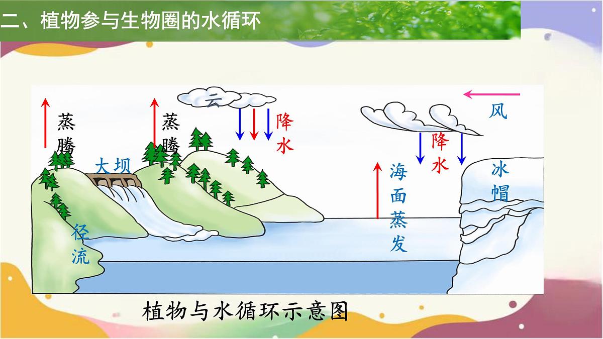 3.2.4 植物在自然界中的作用 课件 2025学年人教版生物七年级下册第6页