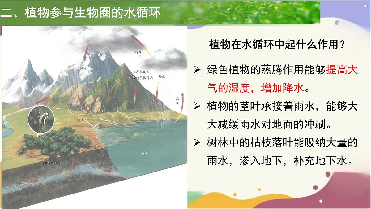 3.2.4 植物在自然界中的作用 课件 2025学年人教版生物七年级下册第8页