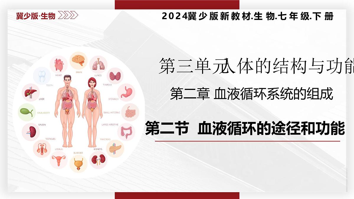 3.2.2血液循环的途径和功能 七年级生物下册教学课件（冀少版2024）第2页