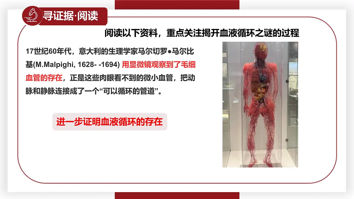 3.2.2血液循环的途径和功能 七年级生物下册教学课件（冀少版2024）第8页