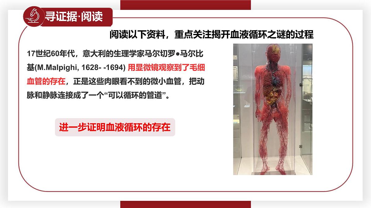 3.2.2血液循环的途径和功能 七年级生物下册教学课件（冀少版2024）第8页