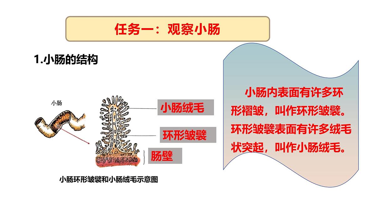 3.1.3.3 营养物质的吸收课件 2025学年冀少版生物七年级下册第6页