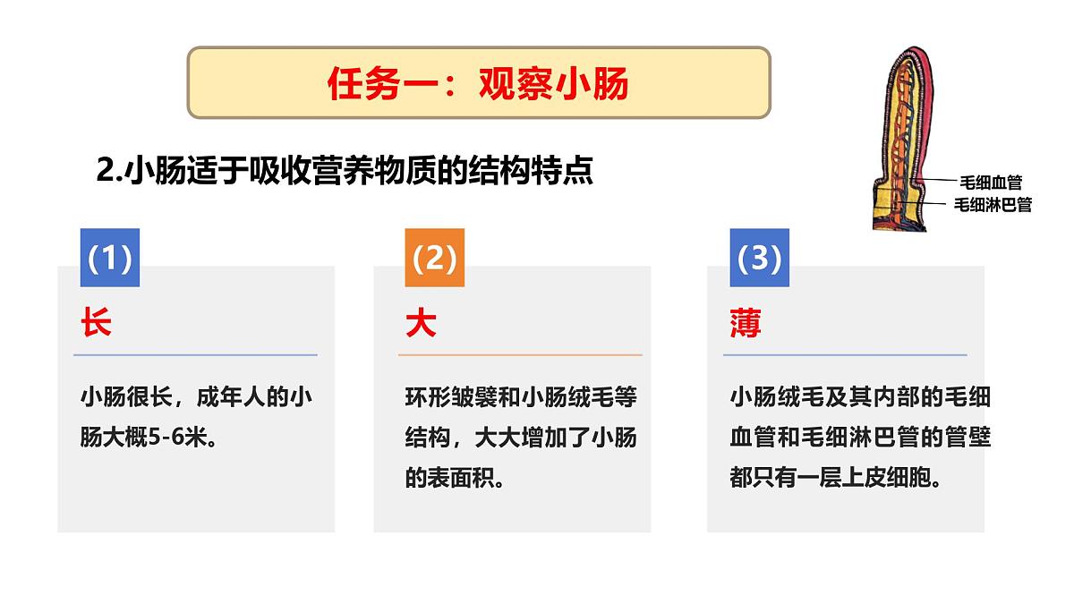 3.1.3.3 营养物质的吸收课件 2025学年冀少版生物七年级下册第7页