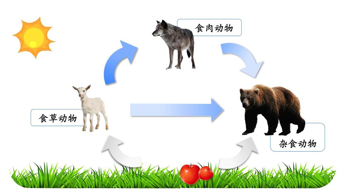 初中生物新人教版七年级下册3.2第四节 植物在自然界中的作用教学课件2025春第5页