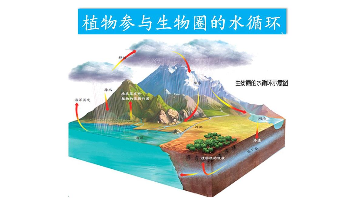 初中生物新人教版七年级下册3.2第四节 植物在自然界中的作用教学课件2025春第8页